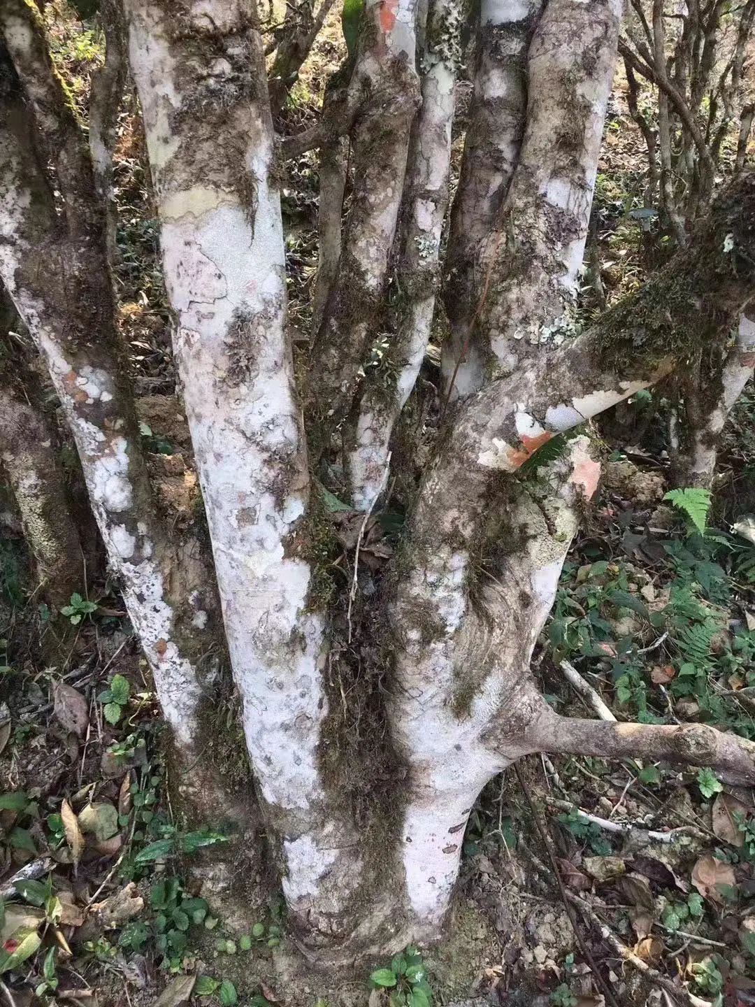 2023年彎弓古樹春茶口感如何？