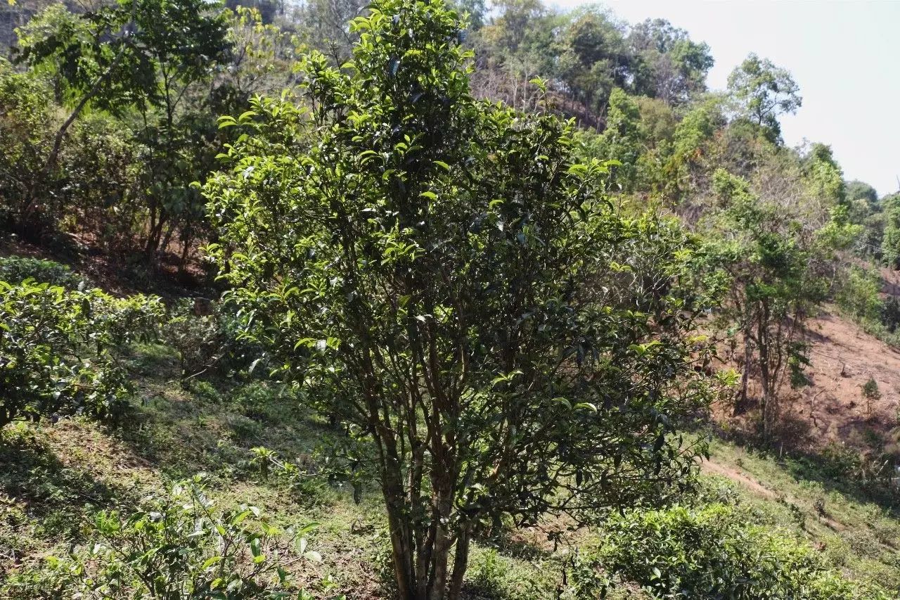 2023年彎弓古樹春茶價(jià)格是多少？