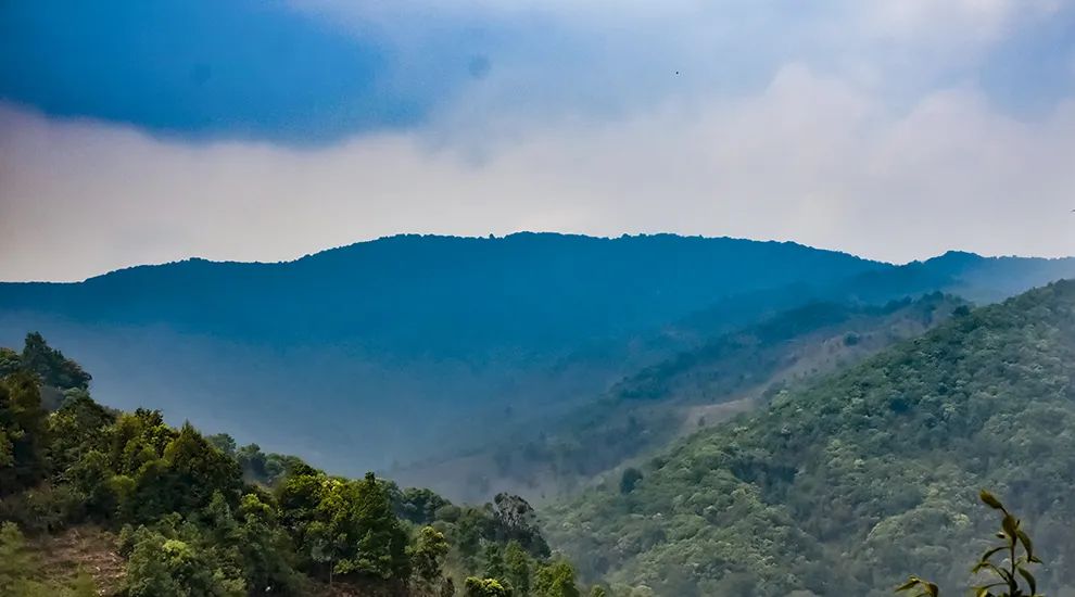 2023年勐庫大忠山古樹春茶品質(zhì)怎么樣？