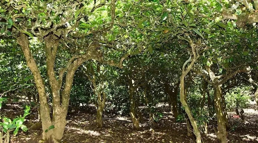 2023年勐庫大忠山古樹春茶多少錢一公斤？