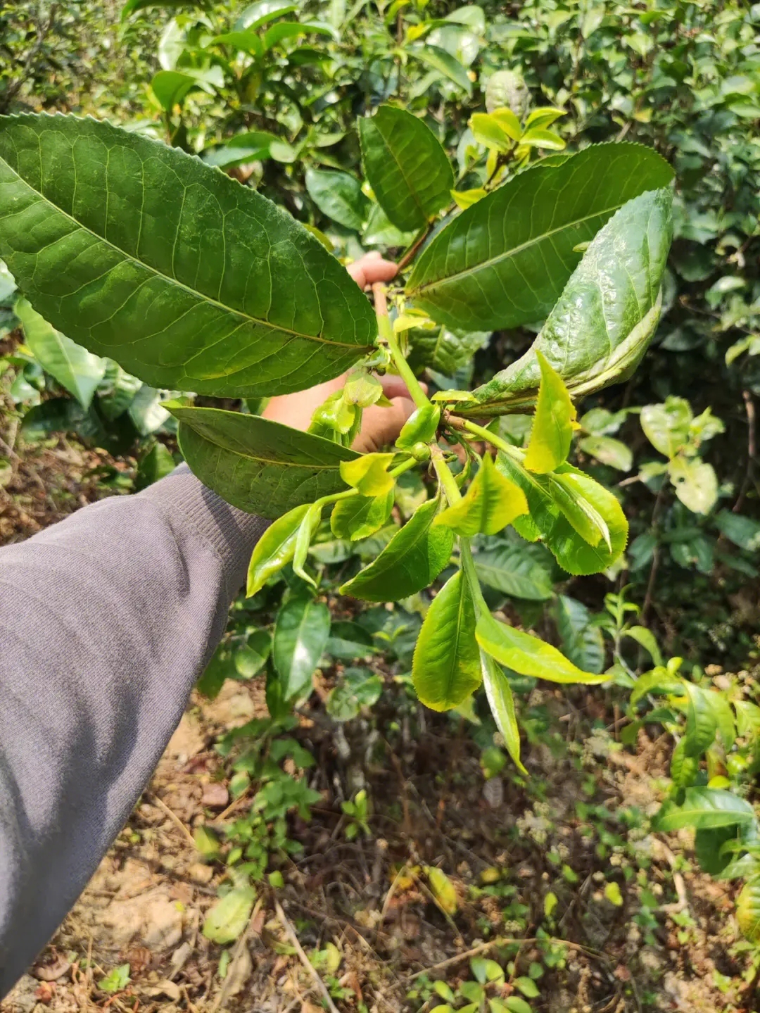 2023年勐庫小荒田古樹春茶品質(zhì)如何？