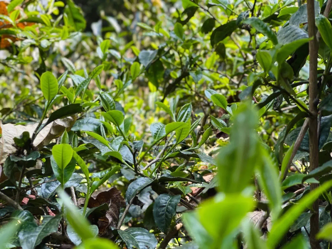 2023年勐庫那蕉古樹春茶多少一公斤？