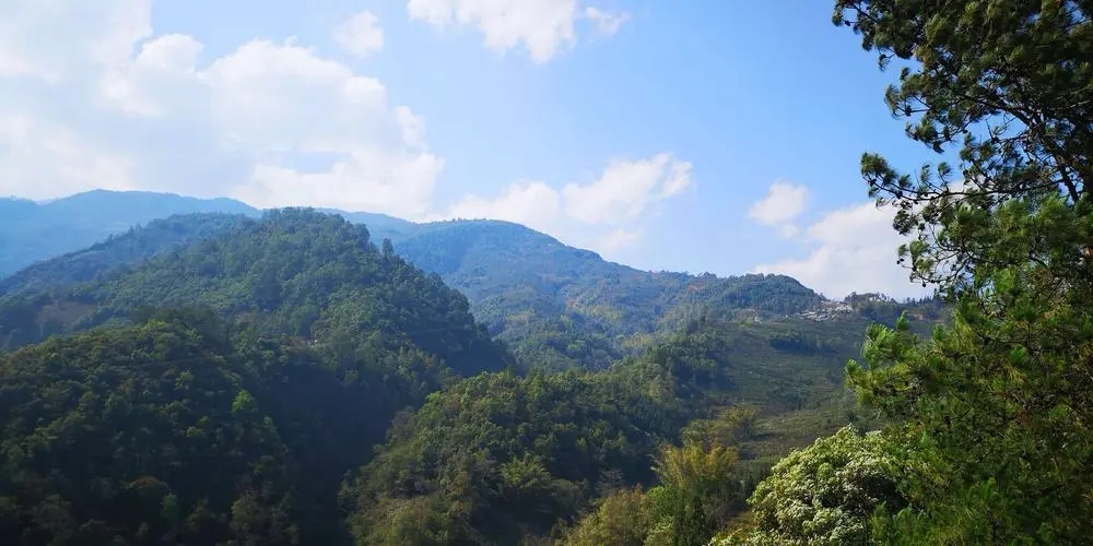 2023年勐庫豆腐寨古樹春茶品質(zhì)如何？