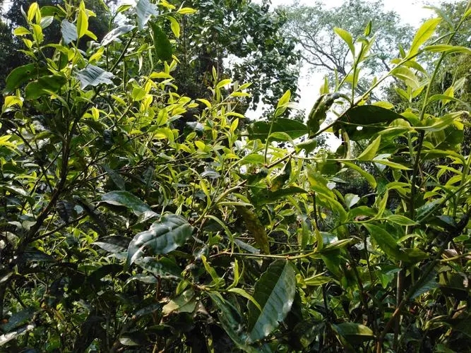 2023年勐庫河邊寨古樹特點是什么？