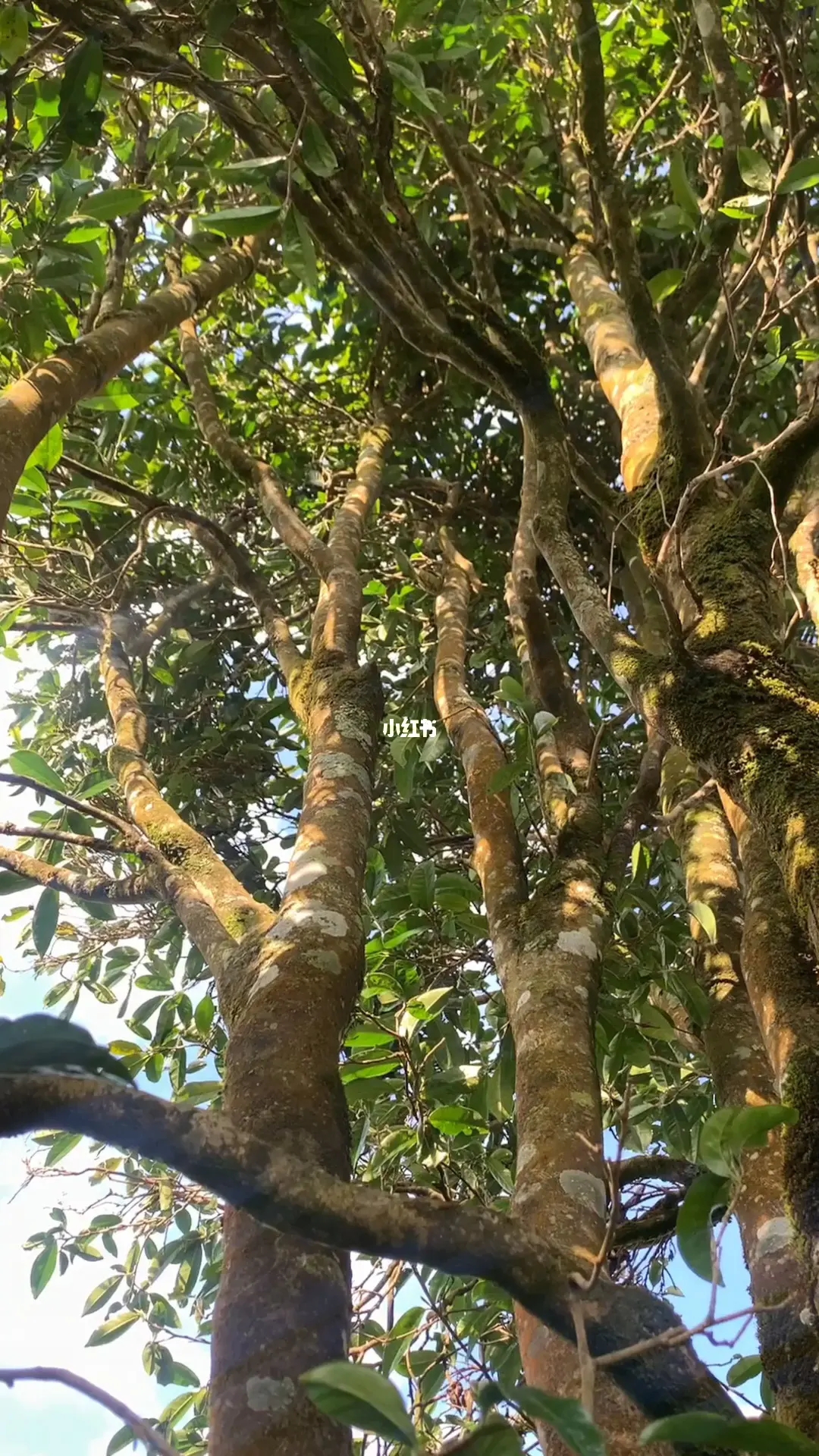 2023年勐庫河邊寨古樹春茶品質如何？