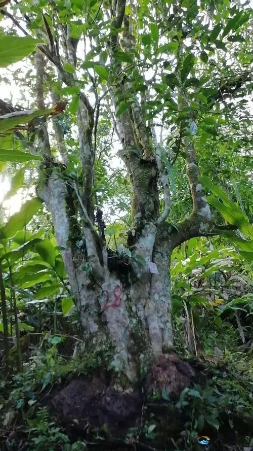 2023年麻栗坡古樹春茶品質(zhì)如何？