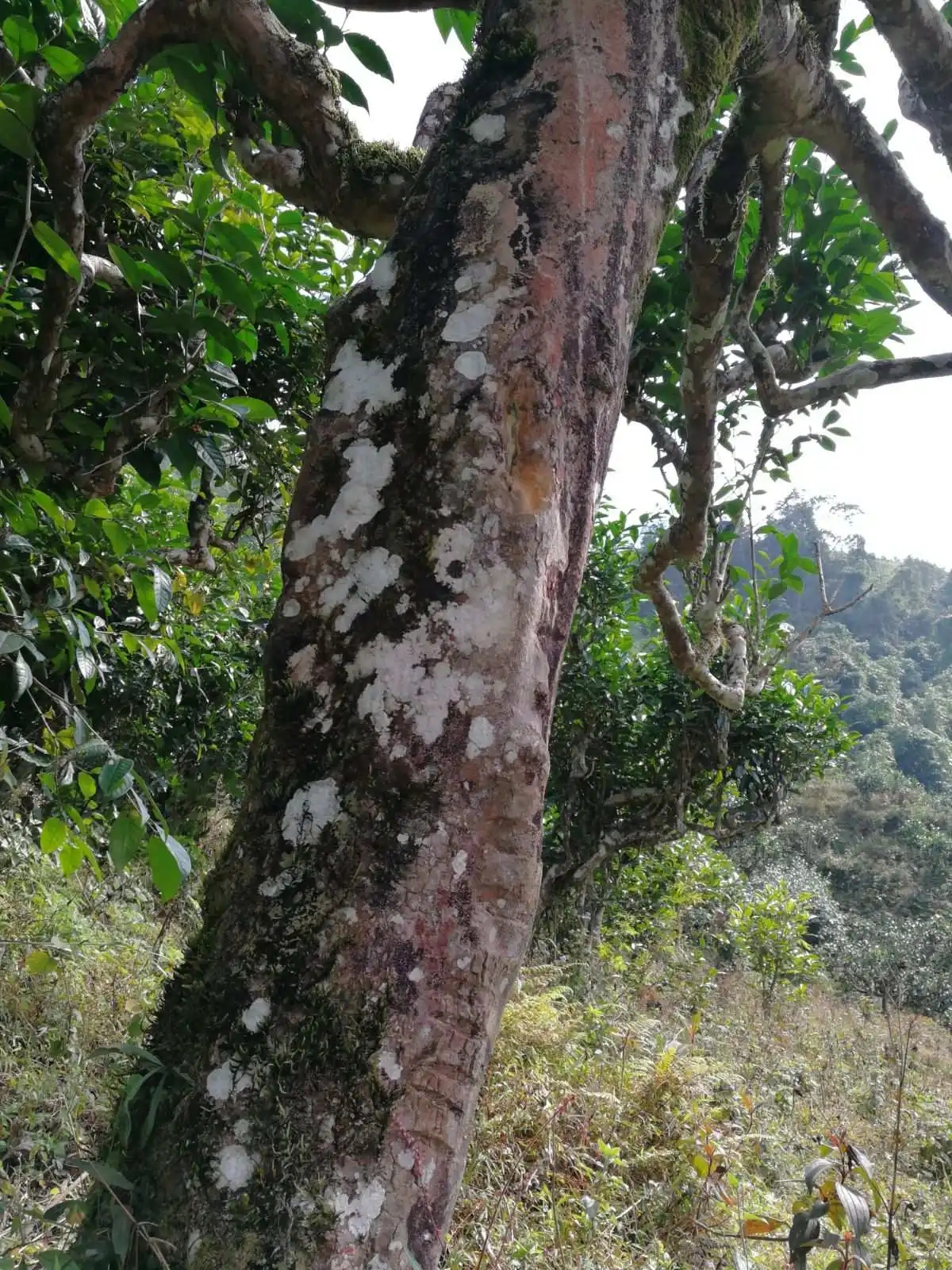 2023年麻栗坡古樹春茶特點(diǎn)是什么？