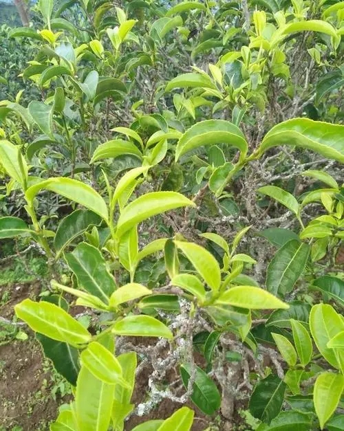 2023年鍋底塘古樹春茶品質怎么樣？