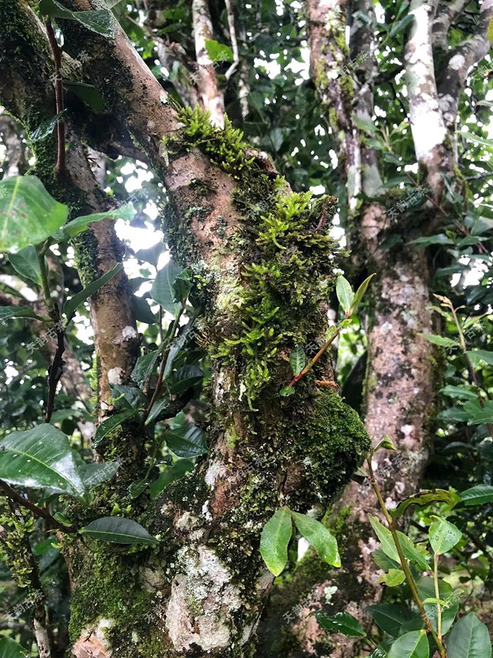 2023年永德大雪山古樹春茶品質如何？