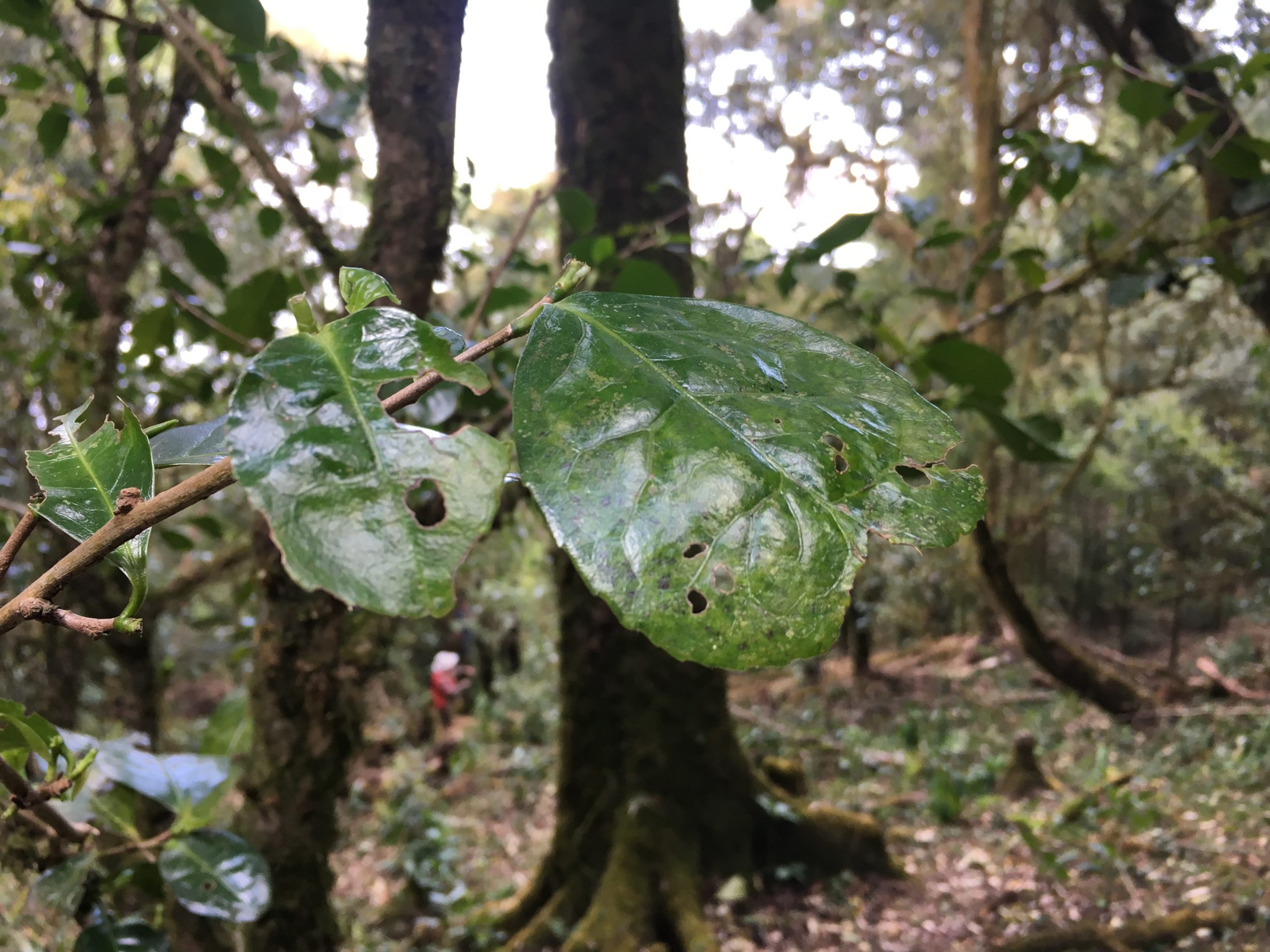 2023年永德大雪山古樹春茶多少一公斤？