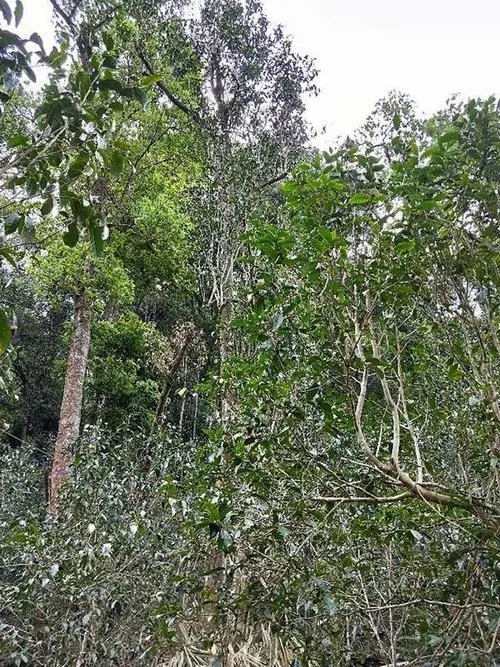 2023年多依樹(shù)古樹(shù)春茶品質(zhì)如何？