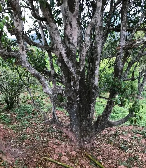 2023年易武張家灣古樹春茶特點是什么？