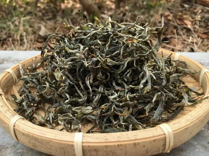 2023年易武張家灣古樹春茶品質如何？