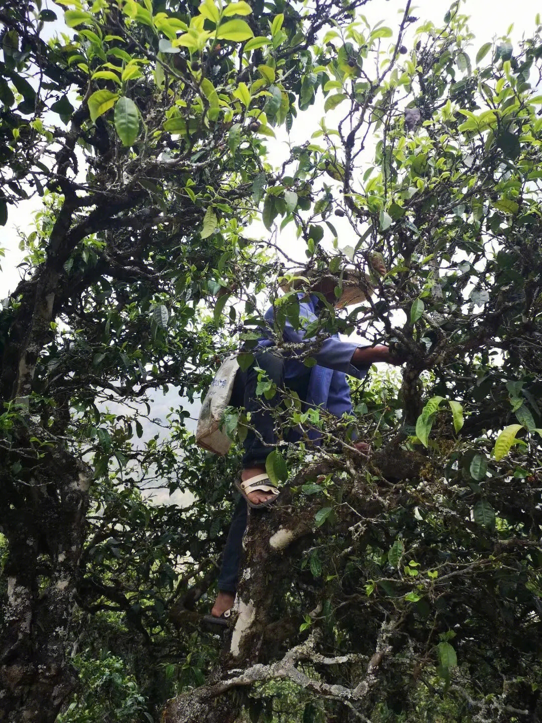 2023年寧洱擺尾箐古樹春茶品質如何？