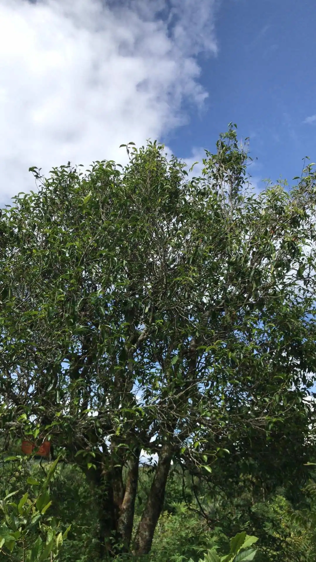 2023年鎮(zhèn)沅老烏山古樹春茶口感怎么樣？