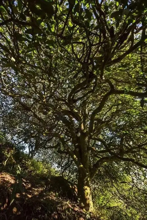 2023年鎮(zhèn)沅老烏山古樹春茶品質(zhì)如何？