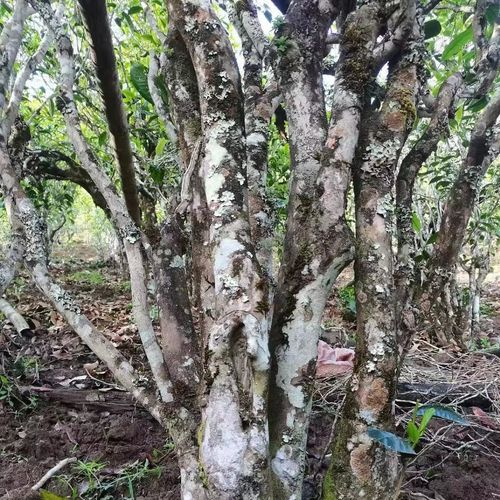 2023年鎮(zhèn)沅老烏山古樹春茶價(jià)格是多少？