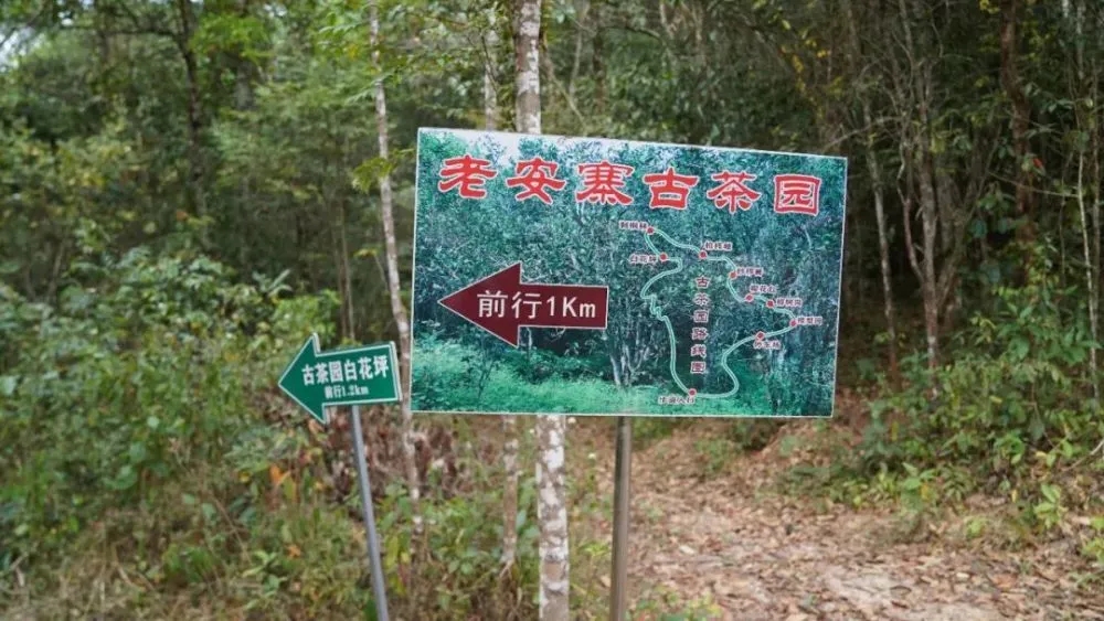 2023年普洱老安寨古樹春茶特點(diǎn)是什么？