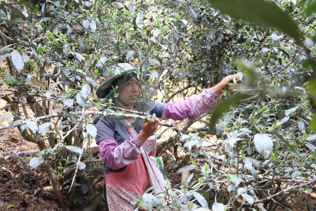 2023年普洱老安寨古樹春茶口感怎么樣？