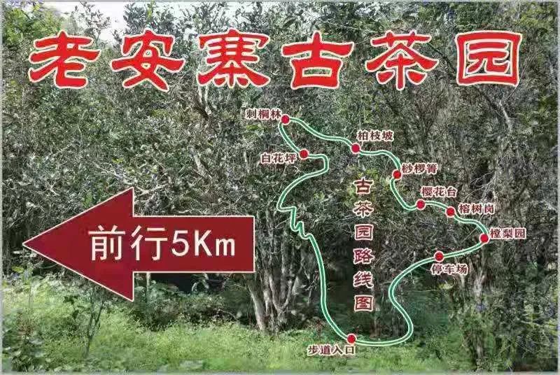 2023年普洱老安寨古樹春茶品質(zhì)如何？