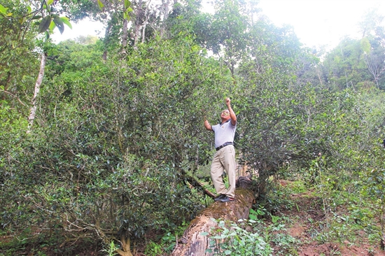 2023年普洱老安寨古樹春茶價(jià)格是多少？