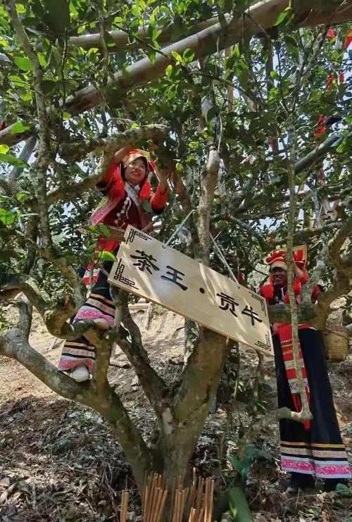 2023年普洱老安寨古樹春茶多少一公斤？