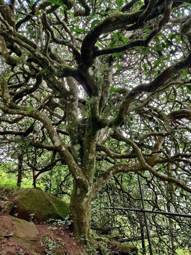 2023年千家寨古樹春茶品質(zhì)如何？