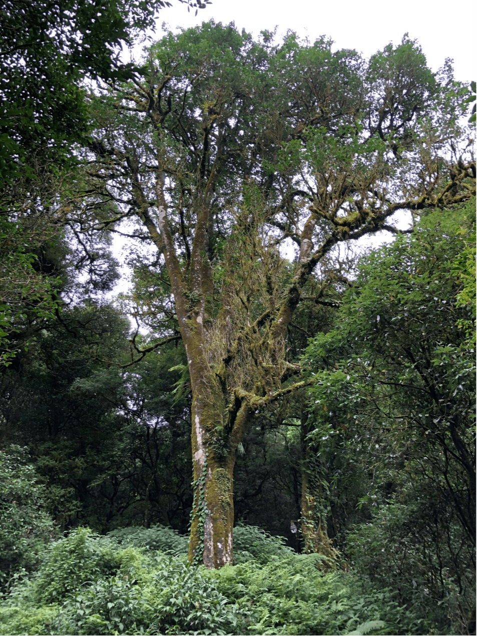 2023年千家寨古樹春茶價(jià)格是多少？