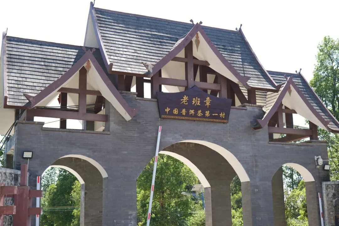 2024年老班章古樹(shù)春茶價(jià)格是多少？