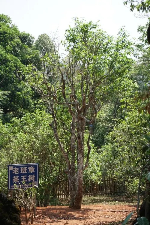 2024年老班章古樹(shù)春茶特點(diǎn)是什么？