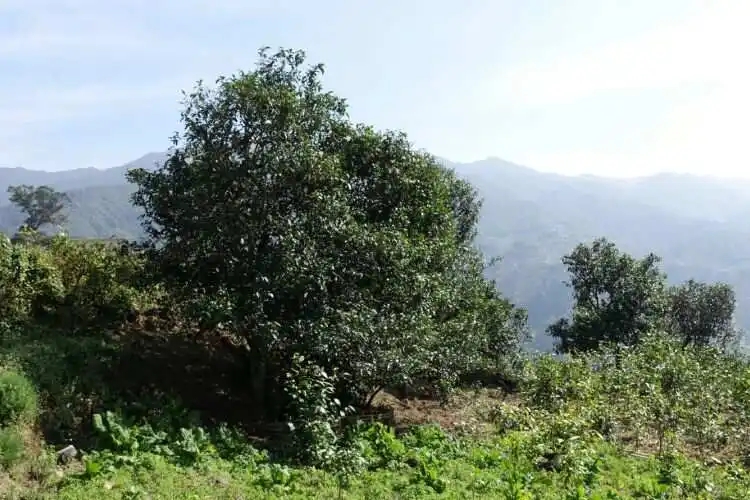 2024年冰島老寨古樹(shù)春茶特點(diǎn)是什么？