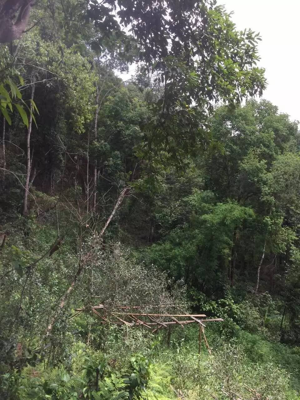 2024年曼松古樹春茶特點是什么？