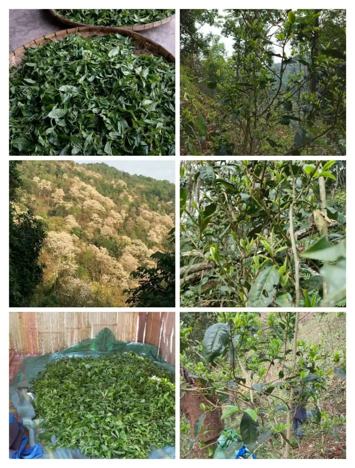 2024年曼松古樹(shù)春茶價(jià)格是多少？