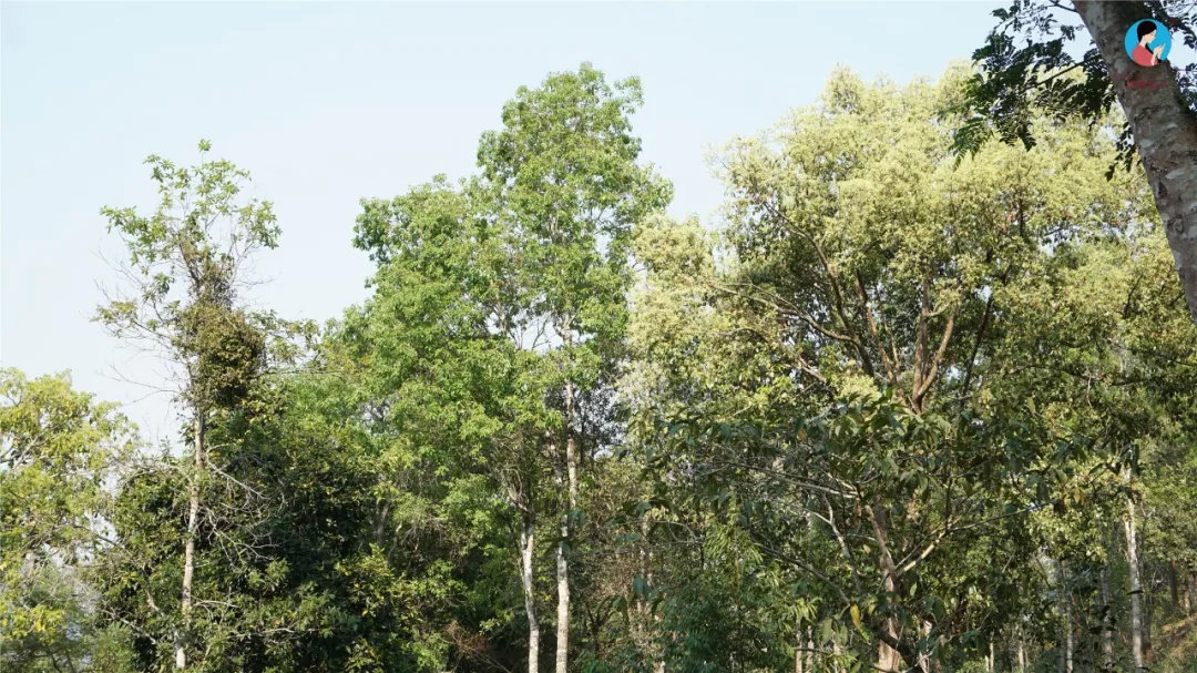 2024年曼松古樹(shù)春茶多少錢一公斤？