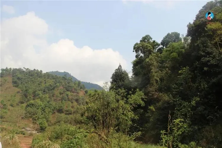 2024年薄荷塘古樹春茶品質(zhì)怎么樣？