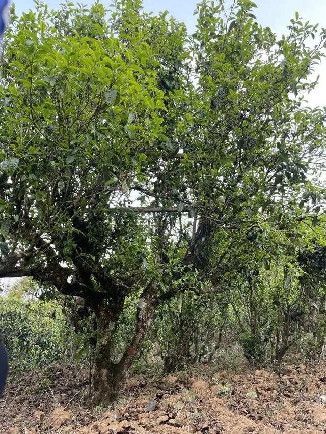 2024年薄荷塘古樹(shù)春茶價(jià)格是多少？