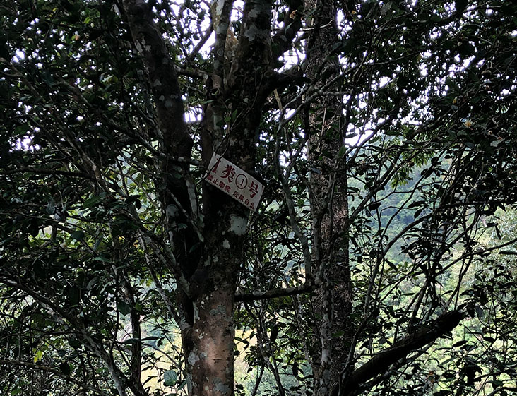 2024年薄荷塘古樹春茶多少錢一公斤?