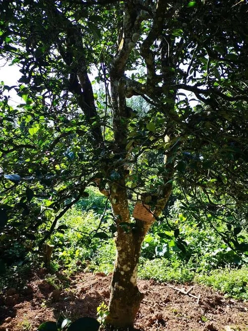 2024年困鹿山古樹春茶多少錢一公斤？