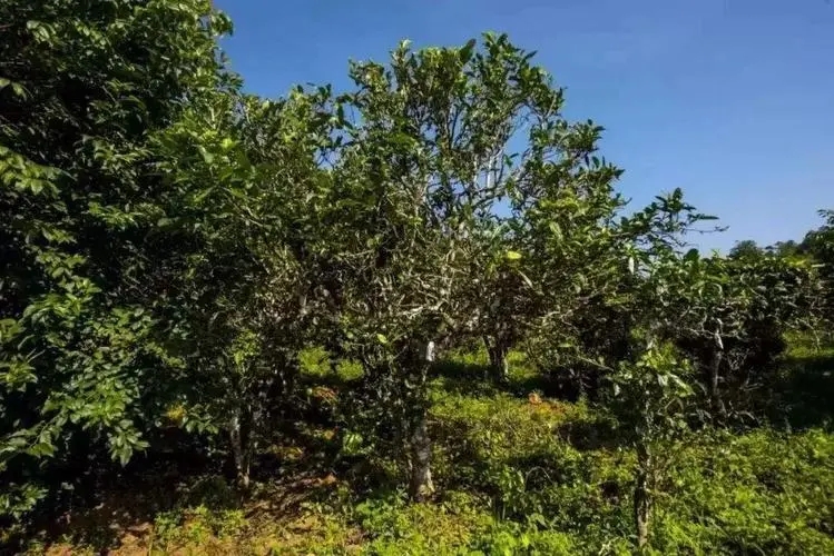 2024年迷帝古樹春茶特點是什么？