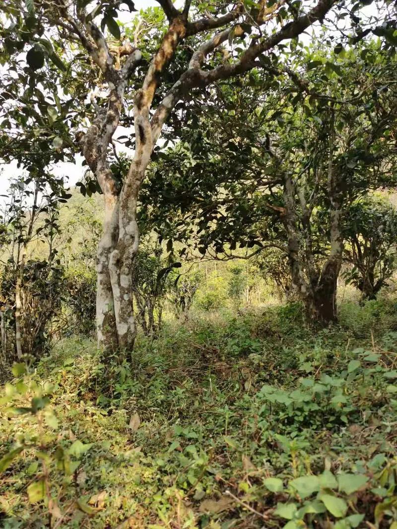 2024年迷帝古樹春茶品質(zhì)怎么樣？