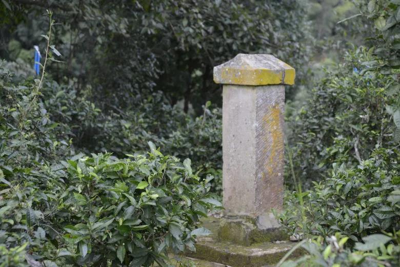 2024年迷帝古樹春茶價格是多少？