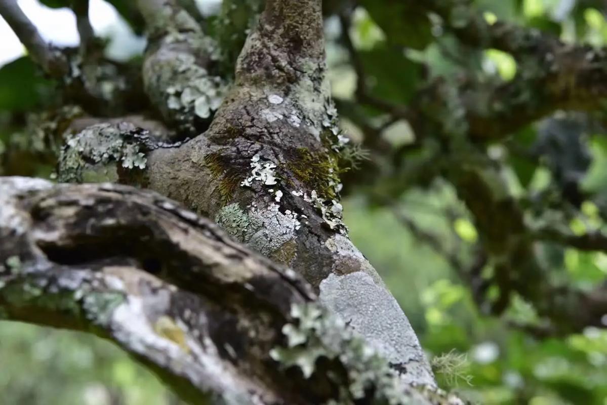 2024年迷帝古樹春茶多少錢一公斤？