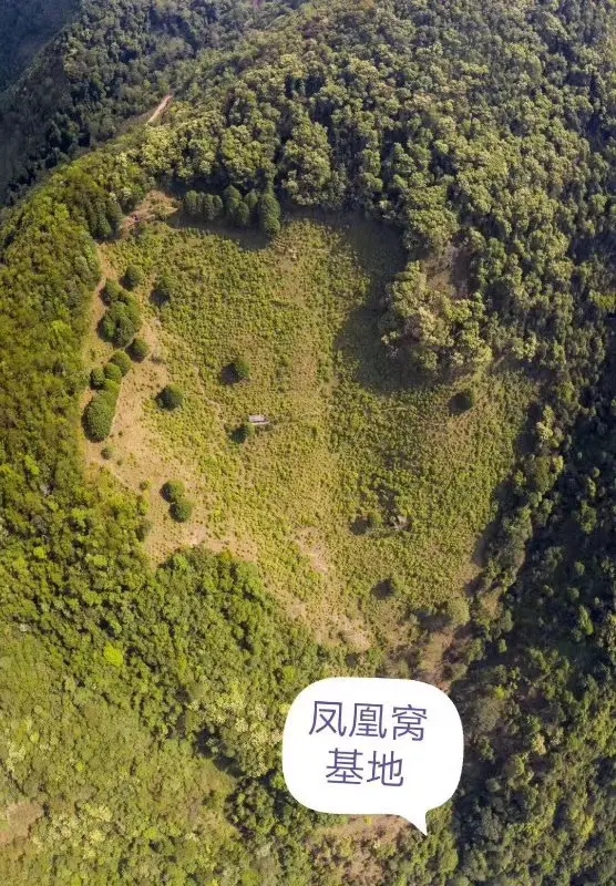 2024年墨江鳳凰窩古樹春茶口感如何？