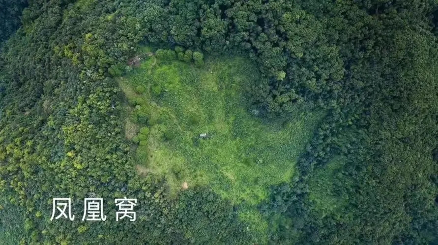 2024年墨江鳳凰窩古樹春茶價格是多少？