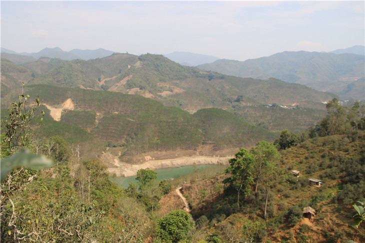 2024年昔歸古樹春茶口感是什么？