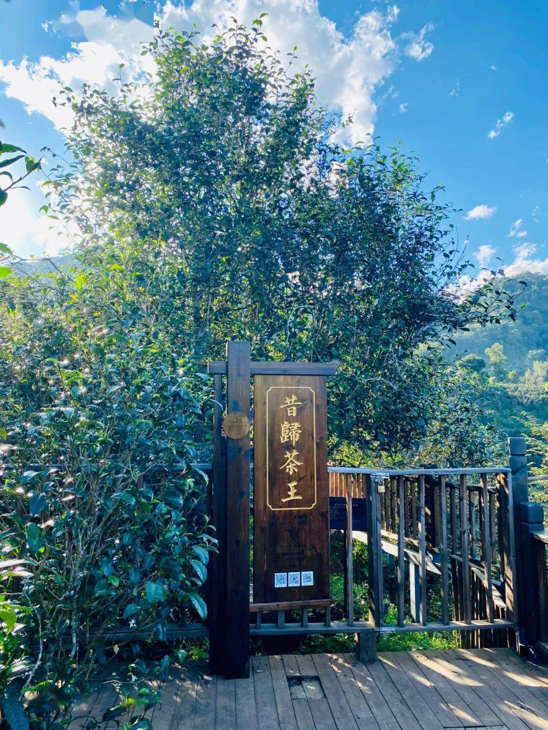 2024年昔歸古樹春茶品質(zhì)如何？