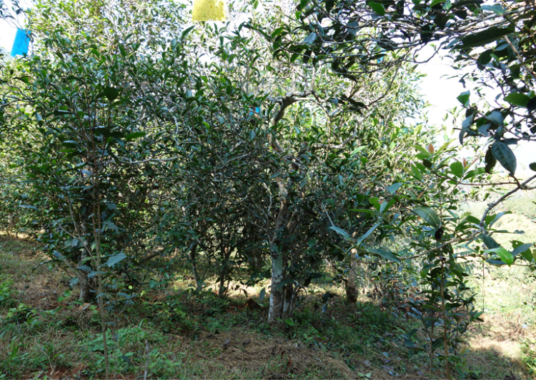 2024年昔歸古樹春茶多少錢一公斤？