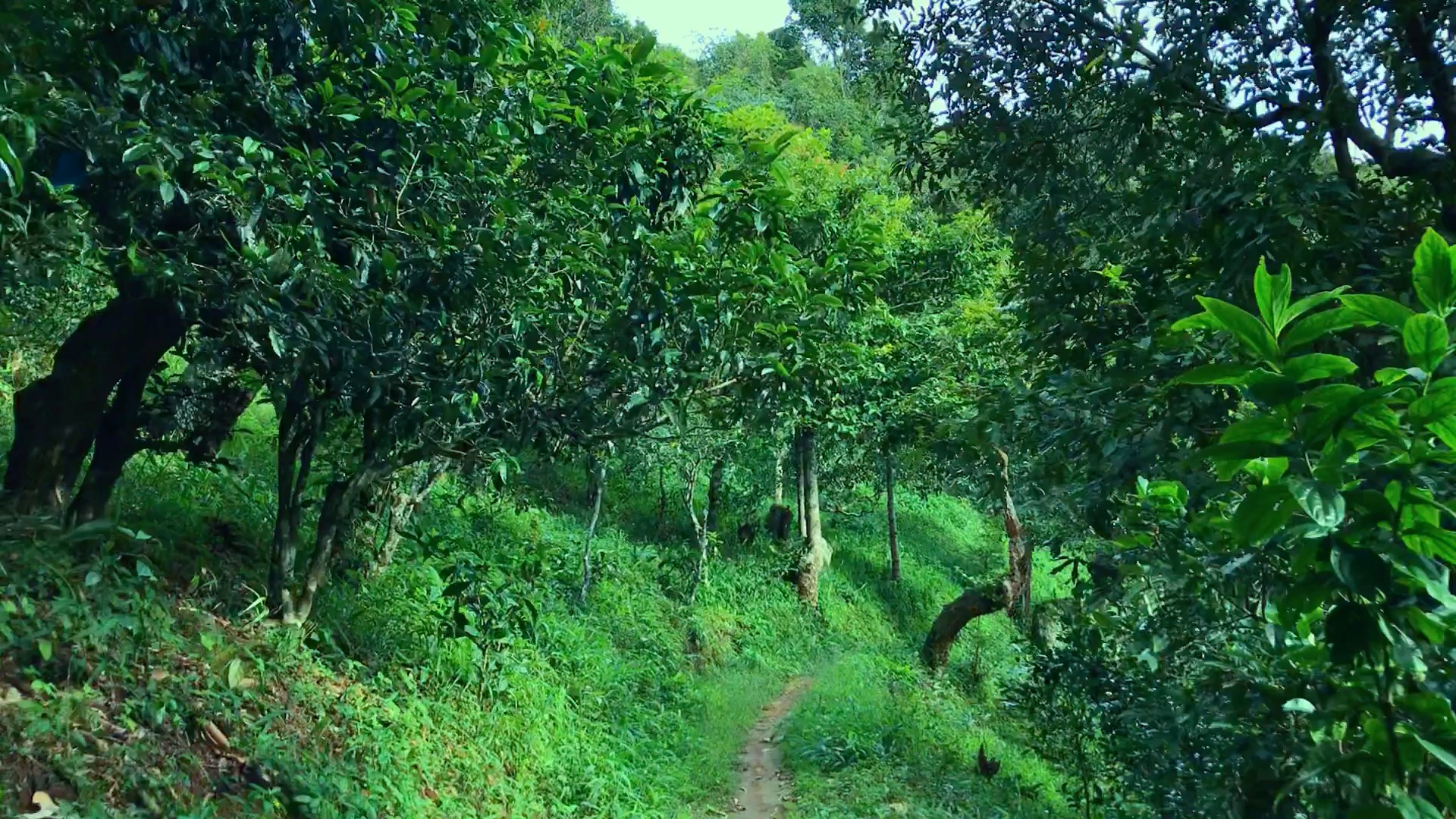 2024年磨烈古樹春茶品質(zhì)如何？