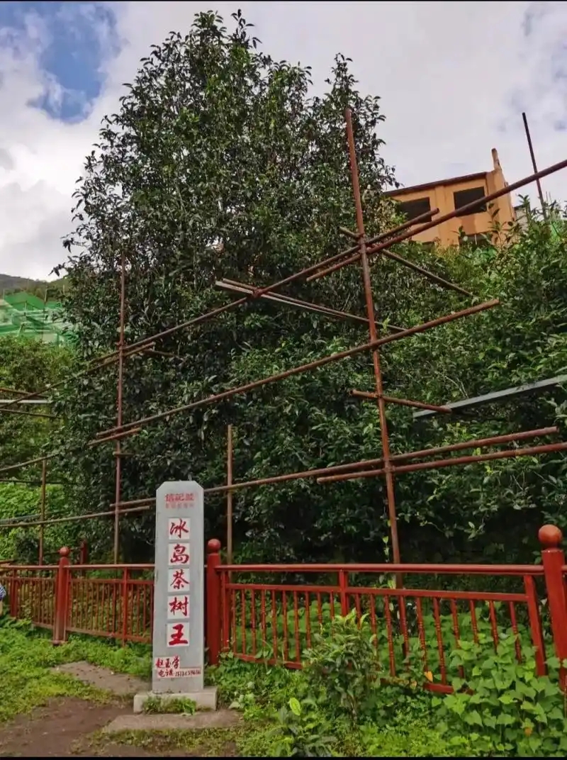 冰島老寨詳細(xì)介紹口感！