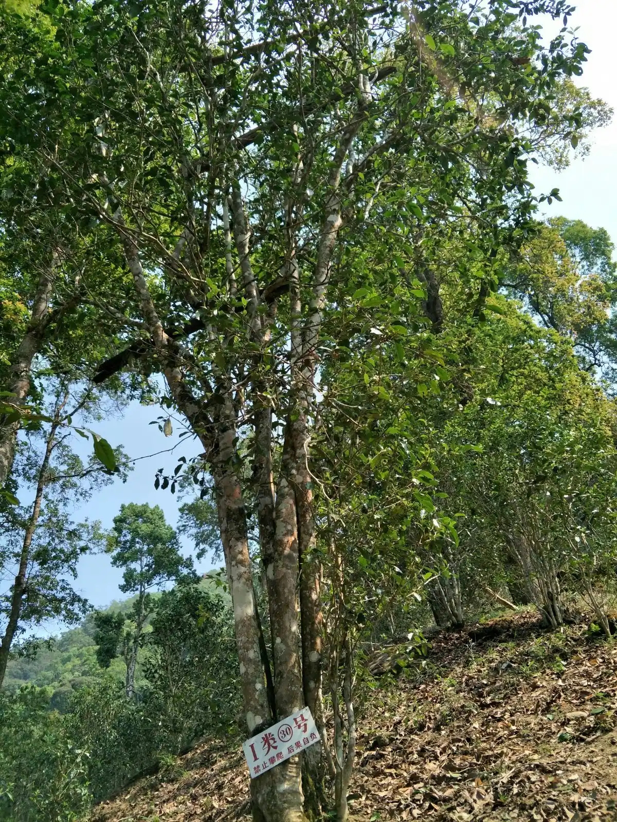 野境王者、普洱巔峰！薄荷塘成為普洱無冕之王的十大原因